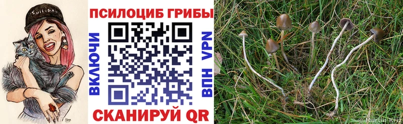 Галлюциногенные грибы Psilocybe  Любань 